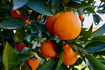 Orange tree sunlight. High quality photo