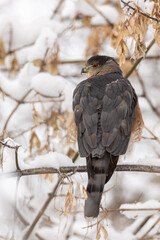 Cooper's Hawk