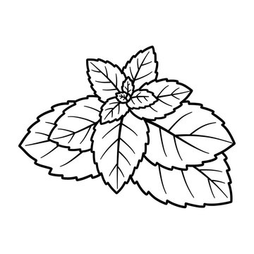 black and white mint leaves clip art preview