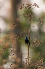 purple sun bird on a twig