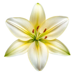Naklejka premium spring season equipment, White lily flower isolated on a white background.