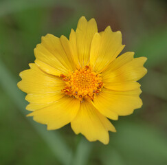 yellow coreopsis flower in the garden