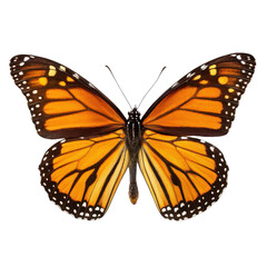 Fototapeta premium spring season equipment, Monarch butterfly with vibrant orange and black wings isolated on a white background.
