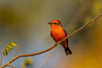 Vermilion Flycatcher