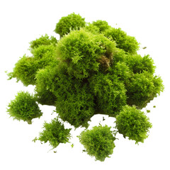 Fototapeta premium Preserved Green Sheet Moss: Terrarium, Crafts isolated on transparent background