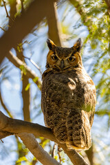 Great Horned Owl
