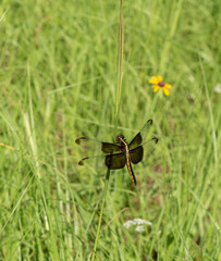 dragonfly on the grass