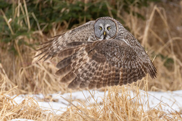 Great Gray Owl