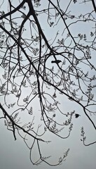 Tree branches without leaves and a bird on it