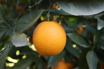 Orange tree sunlight. High quality photo