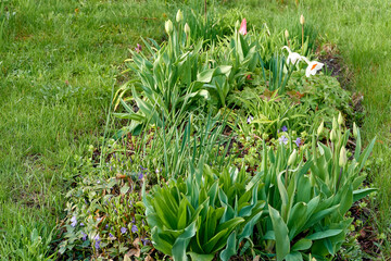 Obraz premium beautiful green city flower bed in the evening in spring. background for designer, artist, screensaver, desktop, wallpaper