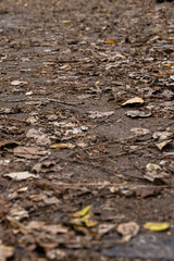 Sticks and leaves on walking path on Sylvan Island
