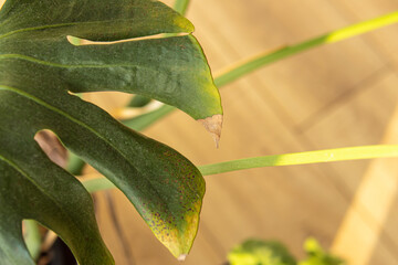 The damaged monstera leaf. Natural. Yellowed leaf with dark spots. Dried tips of monstera leaves