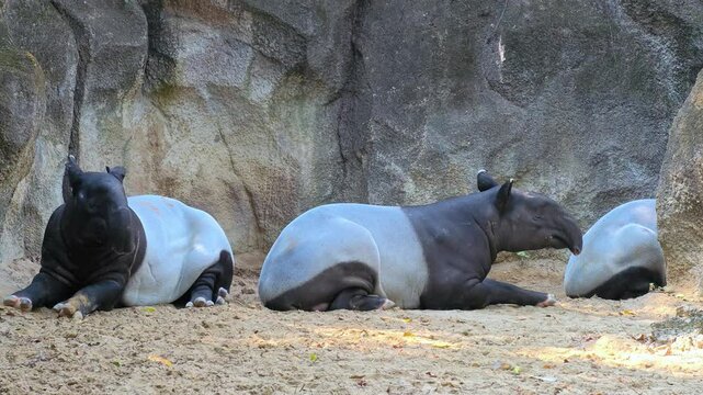 Malayan tapir (tapirus indicus) lying down and resting on the ground.