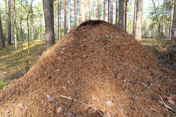A large anthill in a pine forest. Nature, nature conservation.
