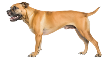 Alert pitbull dog in barking stance high-resolution photography gigapixel quality