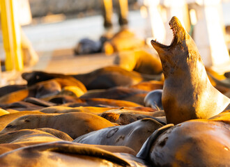 Sea lions on dock 
