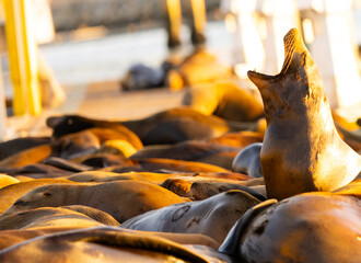 Sea lions on dock 