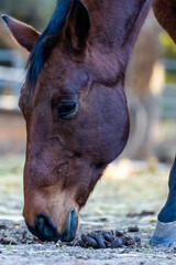 Horse Eating Poop off the Ground