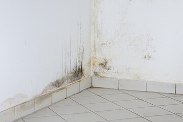 Black mould on a wall at home in a kitchen room. Dark green or black fungus as consequence of water damp and a cold wall during winter. The thermal bridge is a construction mistake.