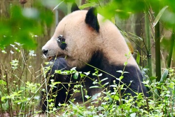 giant panda eating bamboo