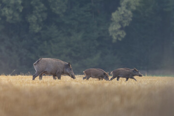 wild boar in the wild