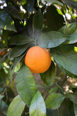 Orange tree sunlight. High quality photo