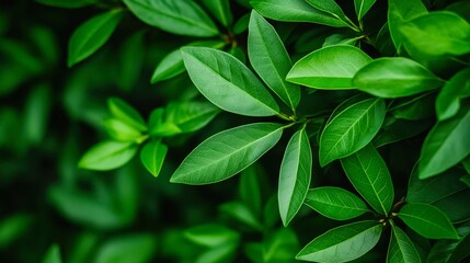A close-up of vibrant green leaves provides a fresh, natural background, ideal for promoting environmental themes, wellness, or gardening, Perfect for websites, blogs, or marketing material on nature