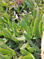 
Close-up of green leaves during the day