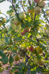 apples on tree