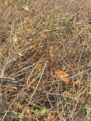 A close-up of the slender branches of a small tree