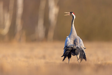 Żuraw (Grus grus)