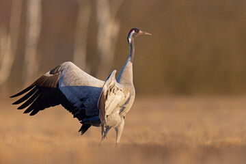 Żuraw (Grus grus) © Grzegorz