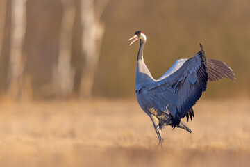 Żuraw (Grus grus) © Grzegorz