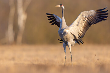 Żuraw (Grus grus) © Grzegorz