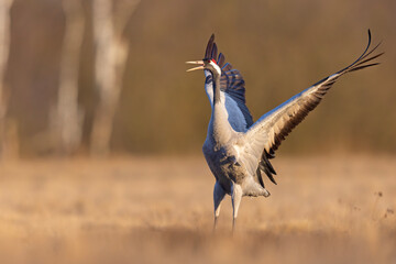 Żuraw (Grus grus) © Grzegorz