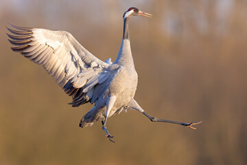 Żuraw (Grus grus) © Grzegorz