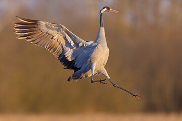 Żuraw (Grus grus) © Grzegorz