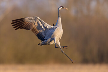 Żuraw (Grus grus) © Grzegorz