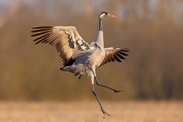 Żuraw (Grus grus) © Grzegorz