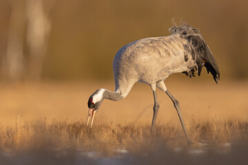 Żuraw (Grus grus) © Grzegorz