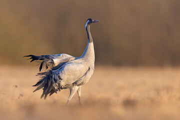 Żuraw (Grus grus) © Grzegorz