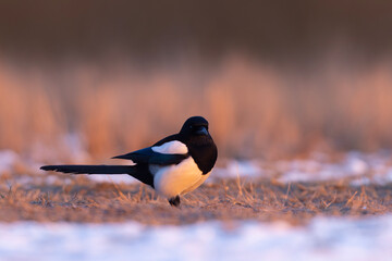 Sroka (Pica pica) © Grzegorz