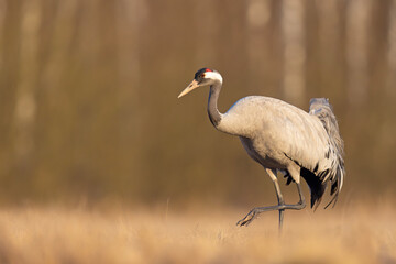 Żuraw (Grus grus) © Grzegorz