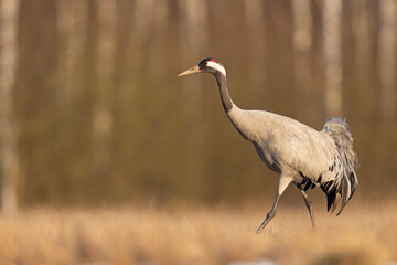 Żuraw (Grus grus) © Grzegorz