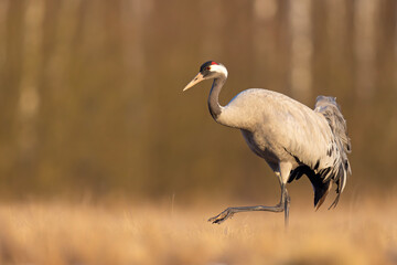Żuraw (Grus grus) © Grzegorz
