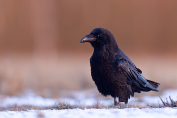 Kruk zwyczajny (Corvus corax)