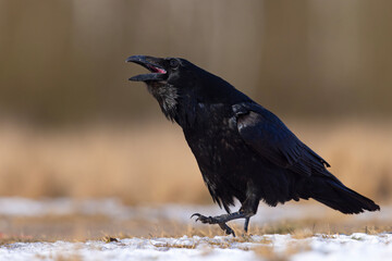 Kruk zwyczajny (Corvus corax)