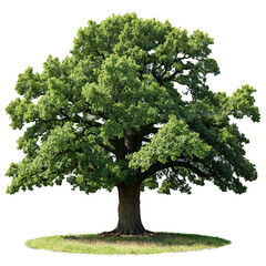 oak tree isolated on transparent background