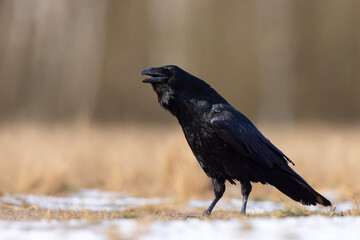 Kruk zwyczajny (Corvus corax)
